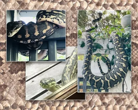 Welcoming my Serpents in the Overhead Space: An Evolution from Anxiety to Admiration