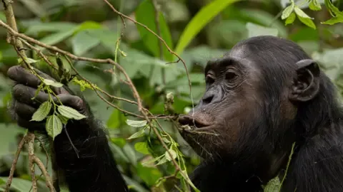 Wild Chimps Drinking an Amount Equal of an Alcoholic Beverage Daily from Fermented Fruits, Research Finds
