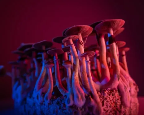 About Psychedelics by the Author: An Intellectual Guide into Psychedelics