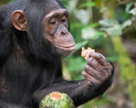 Wild Chimps Ingest Everyday Ethanol Comparable to a Beer from Fermented Figs